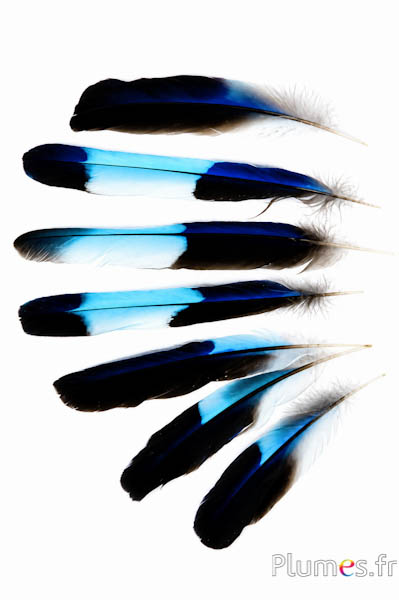 Indische scharrelaar - 12-16 cm - blauw-turkoois natuurlijk